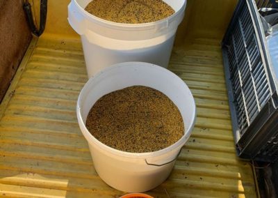 Pollen de chataignier 2019