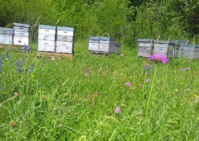 rucher prairie fleurie BIO Puycelsi